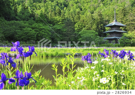 安久津八幡神社・三重塔 2826934