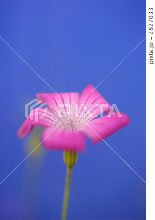 アグロステンマ 2827033