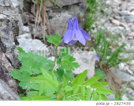 ミヤマオダマキ 2827430