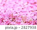 芝桜 2827938