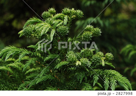 スギ（果実） 2827998