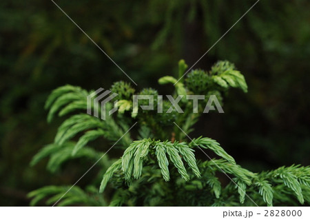 スギ(果実) スギ(果実) 2828000