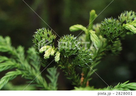 スギ（果実） 2828001