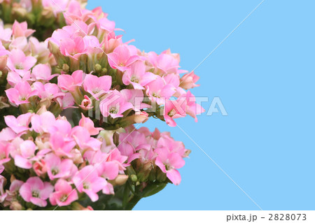 カランコエ 2828073