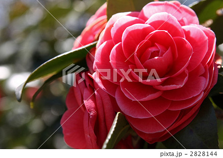 紅乙女椿 2828144