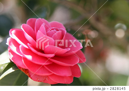 紅乙女椿 紅乙女椿 2828145