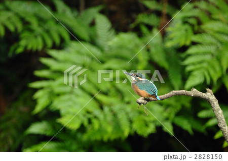 休憩中のカワセミ幼鳥 休憩中のカワセミ幼鳥 2828150
