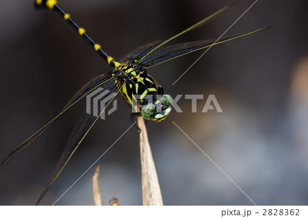 ウチワヤンマ ウチワヤンマ 2828362