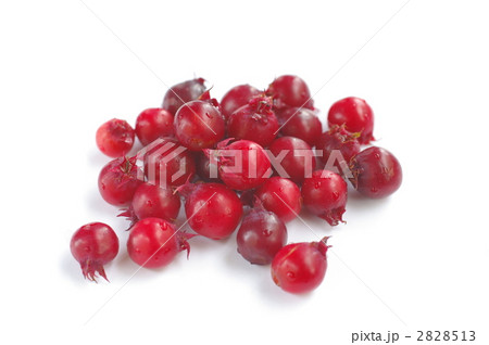 ジューンベリー 2828513