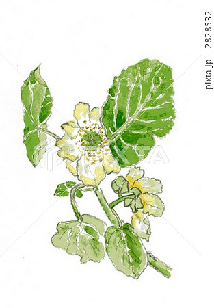 キウイフル―ツの花(手描きイラスト) キウイフル―ツの花(手描きイラスト) 2828532
