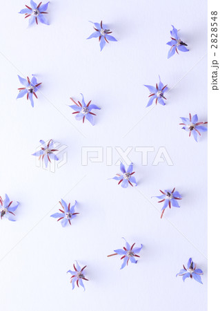 ボリジ ボリジ 2828548