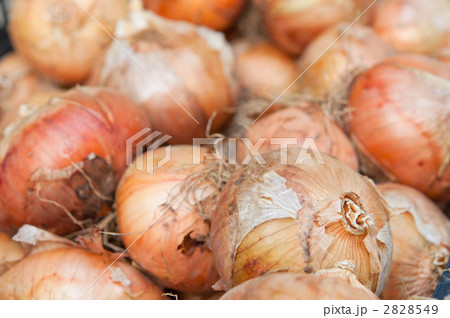 収穫したたまねぎ 収穫したたまねぎ 2828549