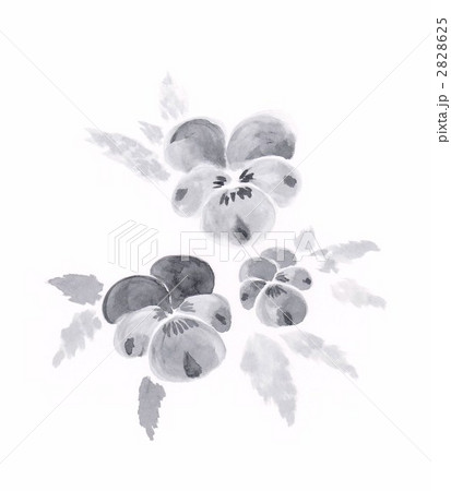 パンジー 2828625