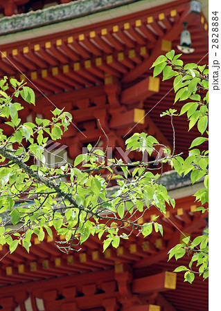 長谷寺の五重塔 長谷寺の五重塔 2828884