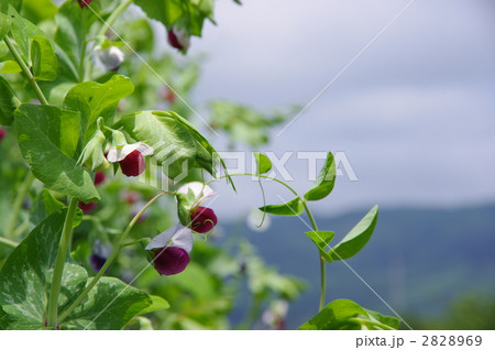 サヤエンドウの花　サヤエンドウ 2828969