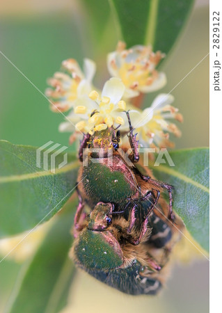 月桂樹と黄金虫 2829122