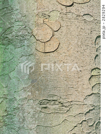 樹皮(ケヤキ)のテクスチャ～縦カット 2829294