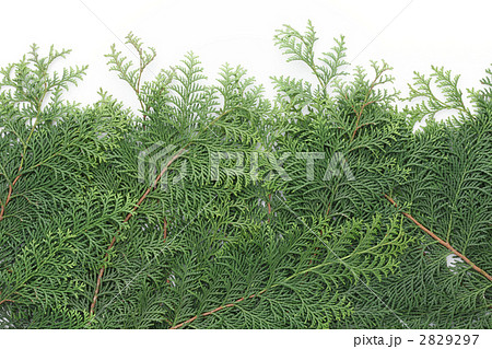 敷き詰めたヒノキの青葉 敷き詰めたヒノキの青葉 2829297