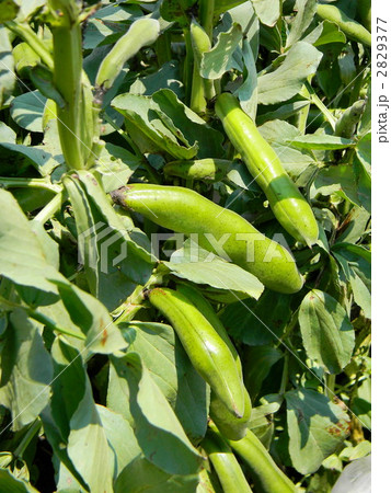 家庭菜園の空豆 家庭菜園の空豆 2829377