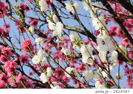 山桜 2829397