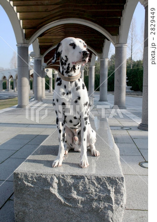 大型犬 ダルメシアン おすわりの写真素材