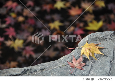 秋の方丈庭園 2829557