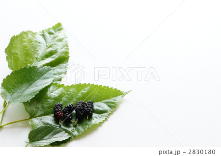 桑の実 桑の実 2830180