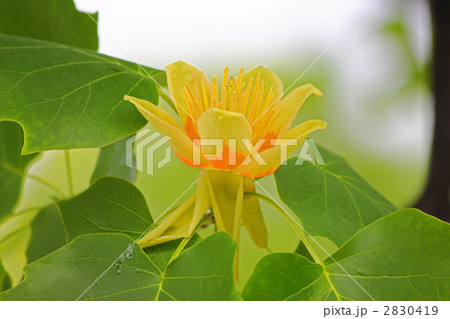 ユリノキの花 2830419