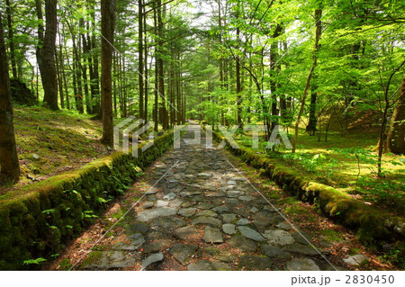 軽井沢・幸福の谷 2830450