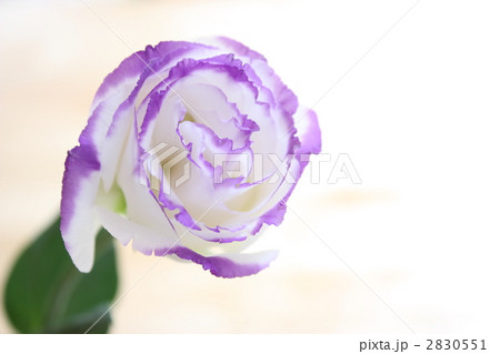 トルコキキョウ 2830551