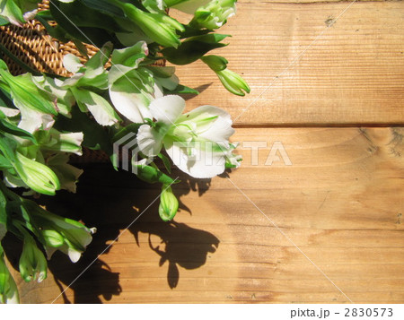 アリストロメリア 2830573