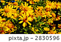 花とミツバチ 2830596