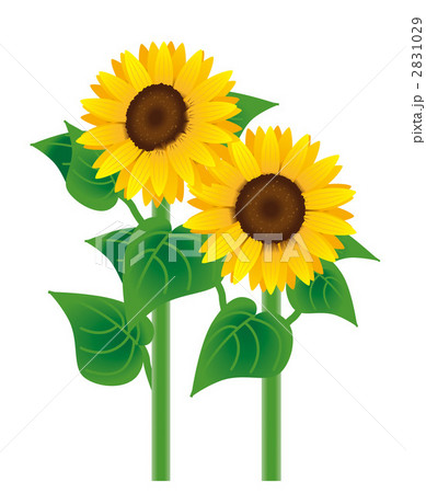 向日葵 向日葵 2831029