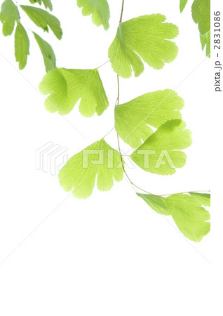 アジアンタム・縦 2831086