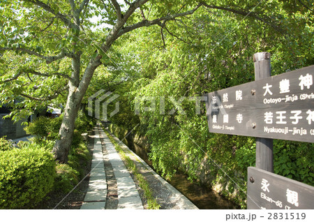 新緑の哲学の道 新緑の哲学の道 2831519