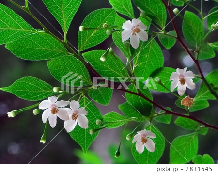 エゴノキの花 2831645