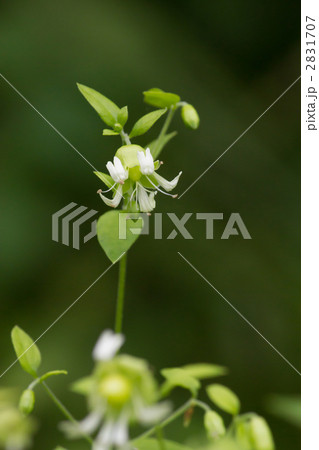 ナンバンハコベ ナンバンハコベ 2831707