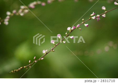 ヌスビトハギ 2831710