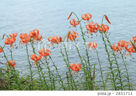 オニユリ 2831711