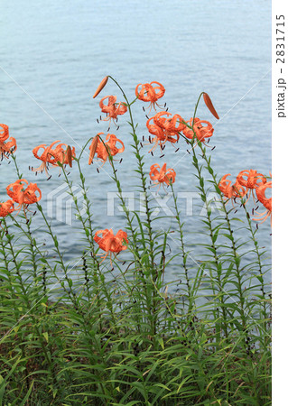 オニユリ 2831715