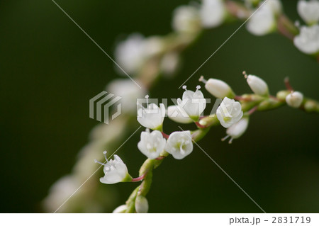 シロバナサクラタデ 2831719