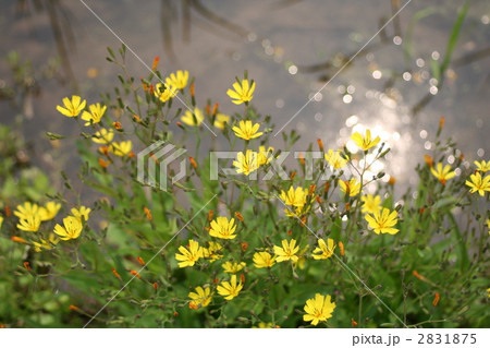 ハナニガナ 2831875