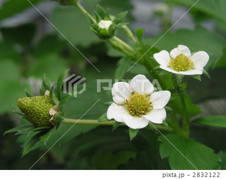 イチゴの花 2832122