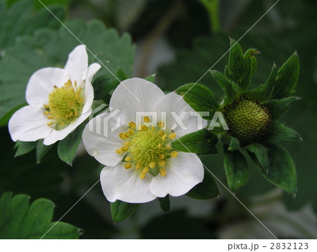 いちごの白い花 2832123