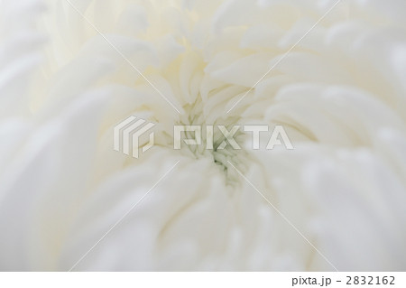 白い菊の花心 2832162