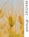 麦 2832446