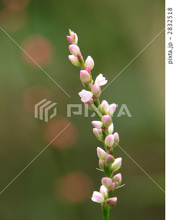 ハナタデ 2832518