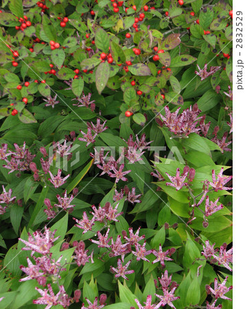 タイワンホトトギスとウメモドキの実 2832529