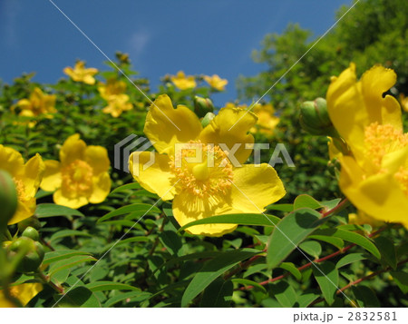 キンシバイ（大輪） 2832581