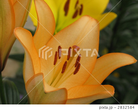 ユリ（LA) 2832584